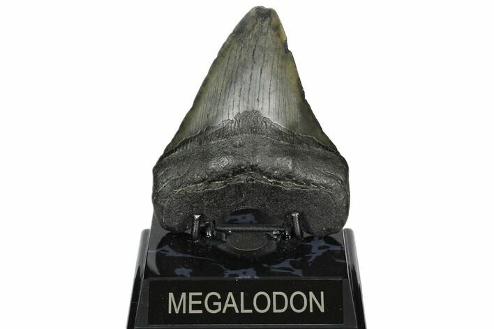 4.71" Fossil Megalodon Tooth - South Carolina